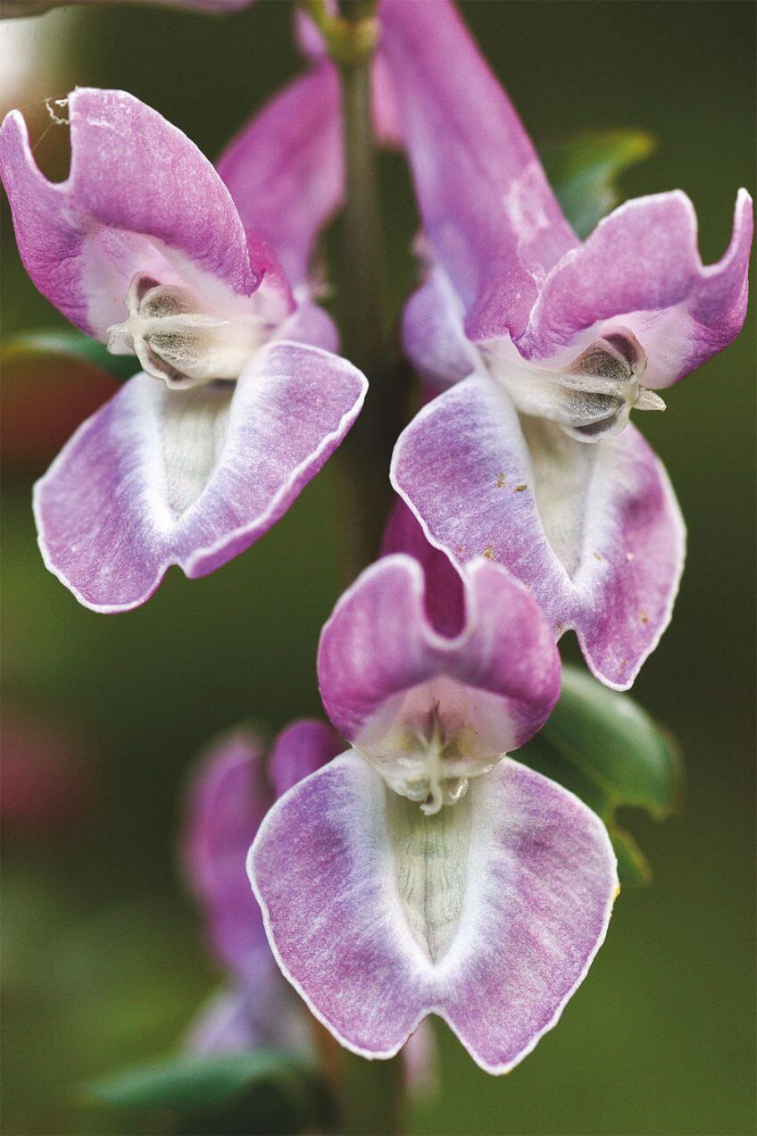 fleur corydale violette