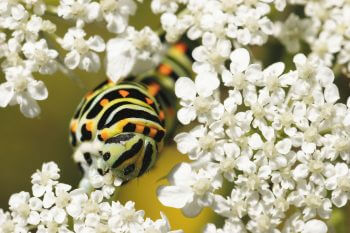 Les machaons pondent volontiers sur les carottes ou les fenouils du potager. Leur chenille vert et jaune fluo est de toute beauté. machaon fleur blanche