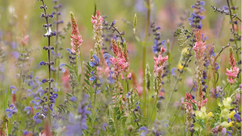 fleur sauvage prairie sauge esparcette rhinanthe