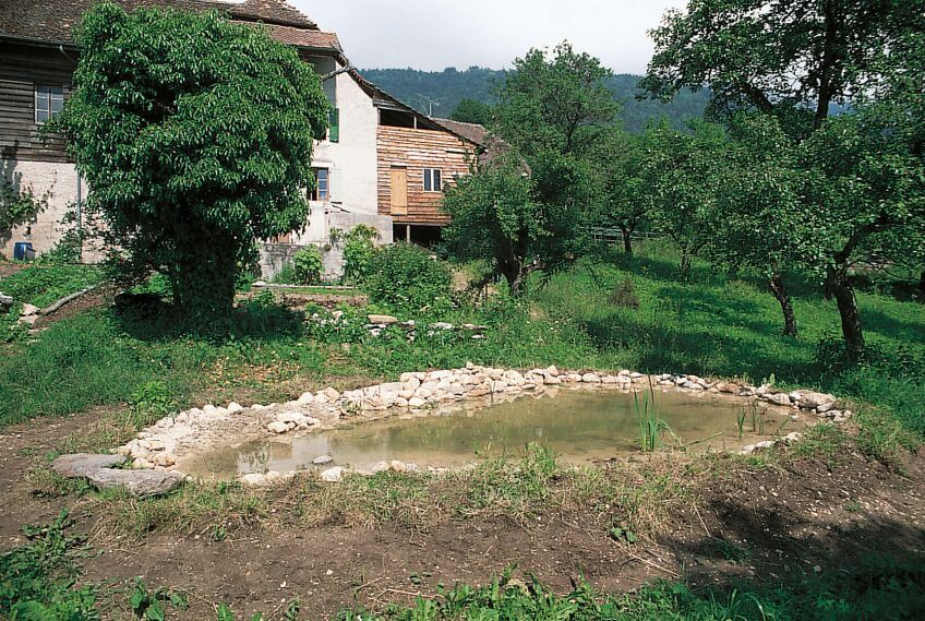 L'étang mis en eau.  2008 mare étang mis en eau