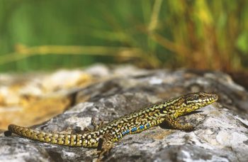 Lézard des murailles Lézard des murailles
