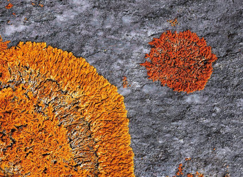 Lichens rouge jaune orange