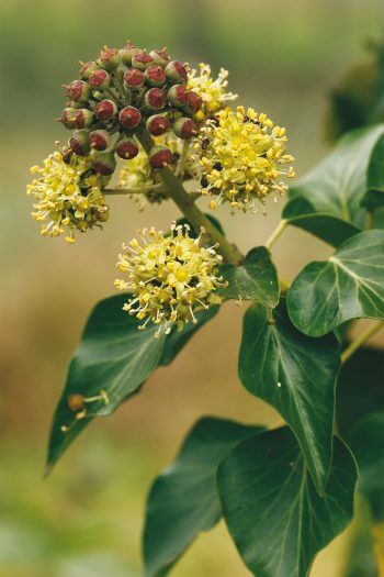Lierre Lierre fleur fruit