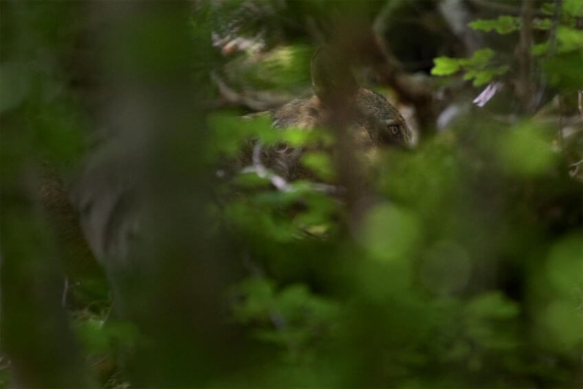 L'oeil d'un loup Abécédaire pour tout savoir sur le loup - La Salamandre Abécédaire pour tout savoir sur le loup - La Salamandre