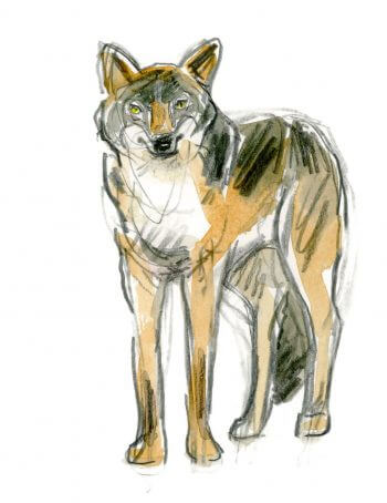 Loup / © Tsunehiko Kuwabara