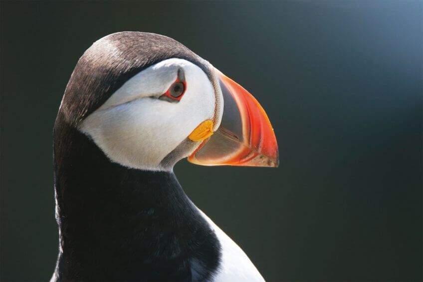 Macareux moine portrait