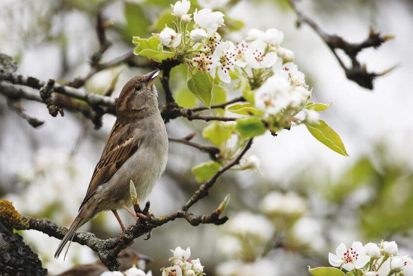 Moineau domestique Moineau domestique