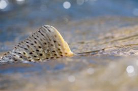 Nageoire de truite de lac / © Patricia Huguenin et Audrey Margand
