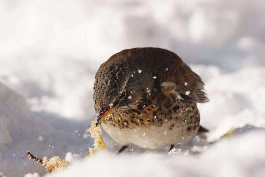 Nul ne saura jamais si cette grive litorne a migré jusqu’ici depuis la taïga sibérienne ou si elle est née dans les parages. Quoi qu’il en soit, l’oiseau n’a aucune peine à dénicher des pommes enfouies sous la neige. grive litorne neige