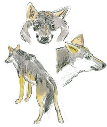 Portrait de loup / © Tsunehiko Kuwabara