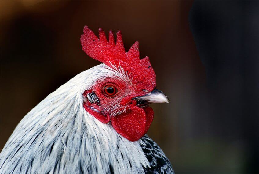 Poule poule portrait