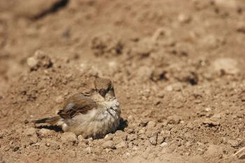 Pour prendre son bain, le moineau creuse une cuvette dans la terre en se grattant afin que que la poussière pénètre dans son plumage. Il s’ébroue ensuite pour l’éliminer, avant de lisser ses plumes. moineau terre
