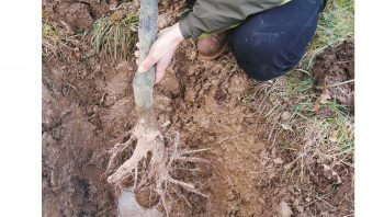 planter un arbre racines