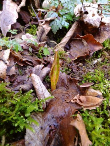 Pousse de dent-de-chien  / © Sophie Giriens