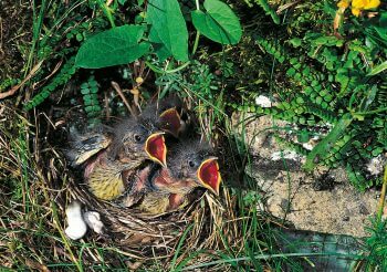 Poussins de bruant jaune nid oisillons