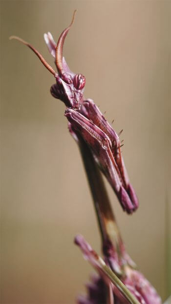 Prédateur méditerranéen aux allures de mante, l’empuse ou diablotin rehausse parfois de quelques touches rouges son anatomie déconcertante. Prédateur méditerranéen mante religieuse