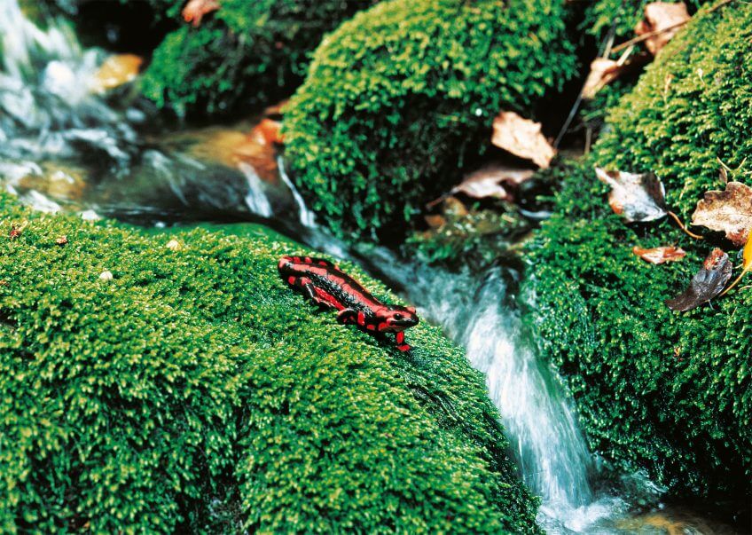 Quand les couleurs semblent iréelles. (Salamandre tachetée vue par un autre oeil) couleur irréel perception salamandre