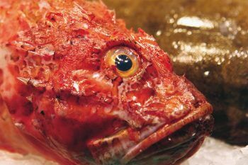 Rascasse Rascasse poisson oeil rouge