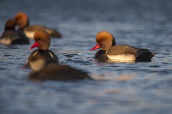 Lors du recensement international de novembre 2015, 16 019  nettes rousses avaient été dénombrées sur le lac de Neuchâtel. Avec ce résultat, pour la première fois ce canard plongeur a été l’espèce la mieux représentée sur le plan d’eau  © Alessandro Staehli  - <a href="http://www.indionature.com/fr" target="_blank">indionature.com</a> Coulisses d'un comptage d'oiseaux d'eau sur les rives du lac de Neuchâtel - La Salamandre