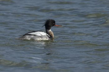Bien qu’il hiverne rarement sur les plans d’eau à l’intérieur des terres, le harle huppé (ici un mâle) est une espèce marine régulièrement observée en petit nombre sur les lacs suisses.  © Alessandro Staehli  - <a href="http://www.indionature.com/fr" target="_blank">indionature.com</a> recensement-oiseaux-eau-7jpg