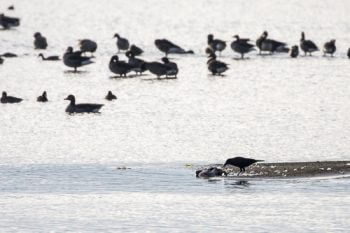 L’agent pathogène responsable des cas récents de grippe aviaire est du sous-type H5N8. Connu depuis plusieurs années, il ne serait pas transmissible à l’homme. Le contact à mains nues avec des oiseaux morts est à éviter. © Alessandro Staehli   recensement-oiseaux-eau-8