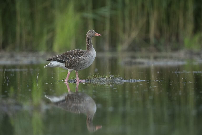 En hiver, la petite population nicheuse d’oie cendrée de Suisse s’enrichit de nombreux individus d’origine incertaine. Les effectifs hivernaux sont en augmentation depuis plus de 25 ans.  © Alessandro Staehli  - <a href="http://www.indionature.com/fr" target="_blank">indionature.com</a> recensement-oiseaux-eau-9