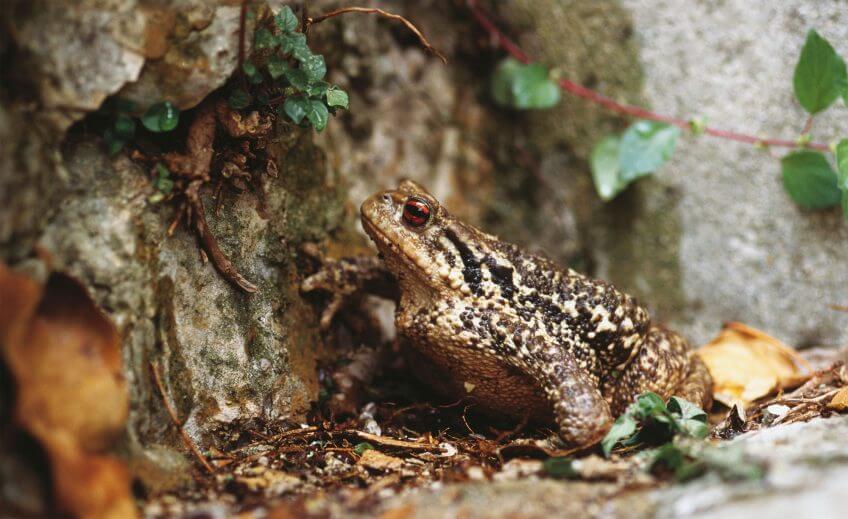 Rendre son jardin plus naturel est tout bénéfice pour le jardinier. Ses meilleurs alliés s’appellent crapaud, mésange, carabe, coccinelle, hérisson, perce-oreille ou araignée. crapaud commun