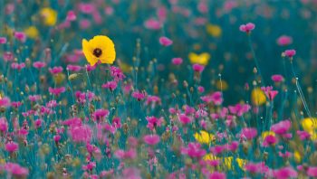 Rouge, le coquelicot? Verte, l'herbe? Bleus, les bleuets? Vous êtes sûr?