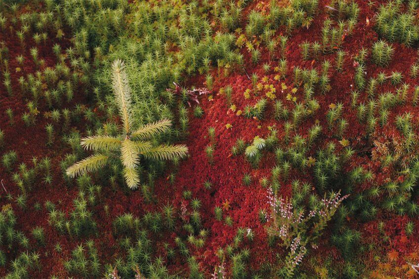 Sphaigne de Magellan, une mousse terre rouge