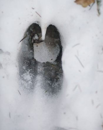 Trace de cerf / © Alessandro Staehli