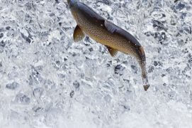 Truite de lac / © Patricia Huguenin et Audrey Margand