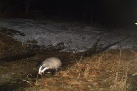 Un blaireau, photographié le 19/1/2014 à 20h37. / © René Gadient