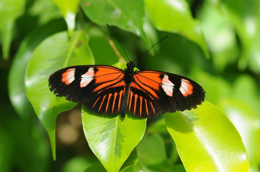 Heliconius amazonien papillon toxique