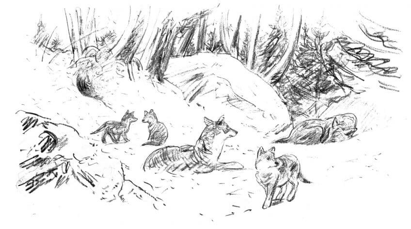 «Un jour chaud d'avril, elle mit bas trois louveteaux.» Quand un loup débarque en pleine ville de Paris - La Salamandre dessin Tsunehiko Kuwabara loup louveteaux