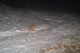 Un lièvre, photographié le 18/2/2016 à 5h36. / © René Gadient