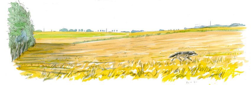 Un loup à travers champ Quand un loup débarque en pleine ville de Paris - La Salamandre dessin Tsunehiko Kuwabara loup champ