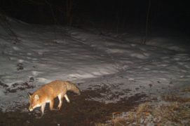 Un renard, photographié le 24/2/2016 à 20h16. / © René Gadient