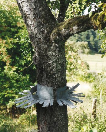 Une collerette découpée dans une tôle de fer-blanc empêche les chats de rejoindre le nichoir. D’autres types de Stop Minou sont proposés par la LPO (www.lpo.fr).
Si votre chat est un redoutable chasseur, mettez-lui une clochette autour du cou. Les oiseaux fuiront plus vite à son approche ! Comment construire un nichoir pour les oiseaux ? Protéger un nichoir à oiseaux des chats