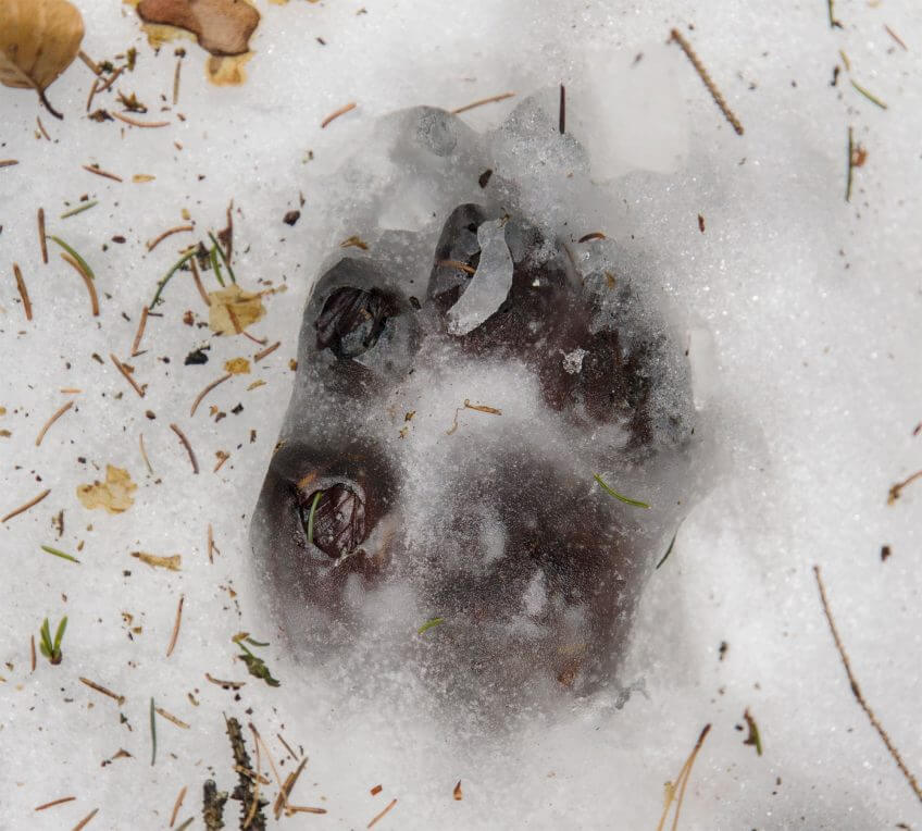 Une grosse empreinte dans la neige, loup ou chien? trace neige loup Reportage autour des loups du Calanda dans les Grisons - La Salamandre