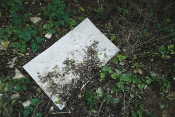 Une tôle au sol est très appréciée par les animaux du jardin. Une tôle au sol