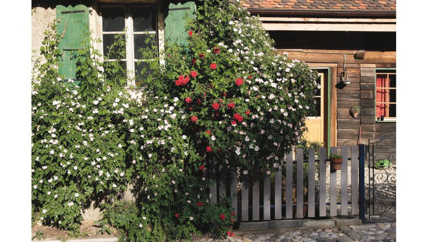 églantier sauvage rosier ancien