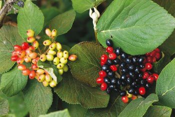 Viorne lantane / © Benoît Renevey