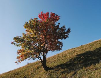 Vision de l'homme et des singes. Presque les seuls mammifères à percevoir le rouge. vision de l'homme arbre