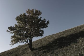 Vision des mammifères. La plupart ont une très mauvaise vue des couleurs.  vision des mammifères arbre