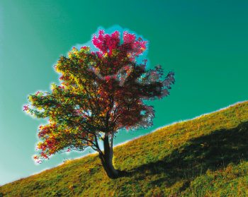 Vision des oiseaux. Ils perçoivent  les ultraviolets, en plus des trois couleurs élémentaires. Vision des oiseaux ultraviolet arbre