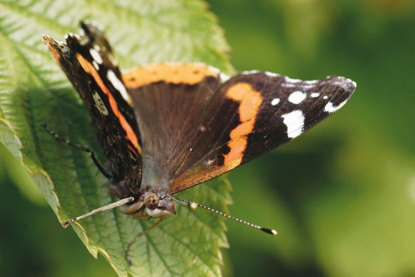 Vulcain Vulcain papillon