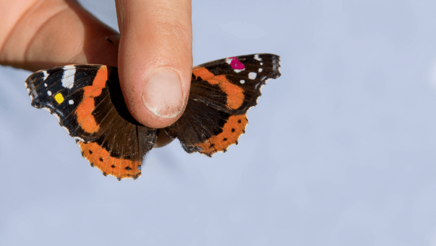 Migration des vulcains, étude présentée par Michel Baudraz - La Salamandre Vulcain marqué point rouge étude