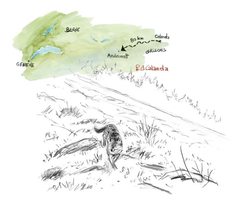 Calanda, le loup femelle marchant en direction d'Andermatt. Quand un loup débarque en pleine ville de Paris - La Salamandre dessin Tsunehiko Kuwabara loup