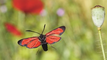 Zygène de la filipendule rouge