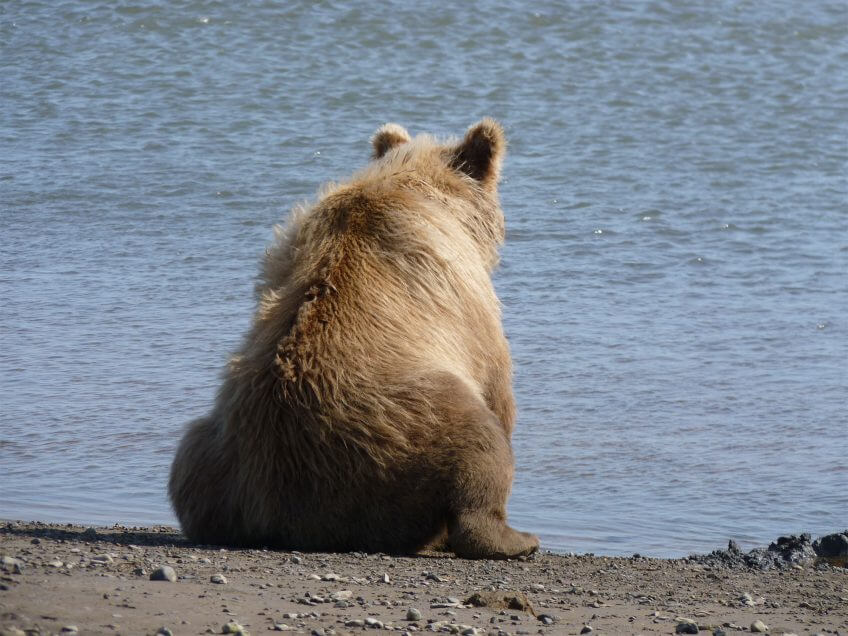 Ours brun chassant le saumon ours brun